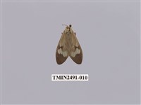 藏品(閃光玻燈蛾)的圖片